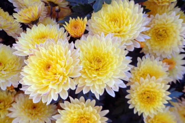 Обрезка и прищипка хризантем: как сформировать роскошный куст для пышного цветения