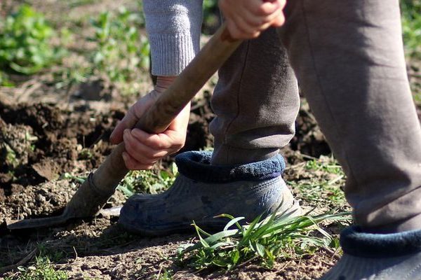 Баланс микроэлементов: почему лавровый лист заменяет дорогие осенние удобрения