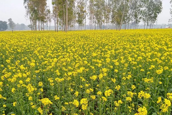 Ошибка севооборота: почему нельзя сажать бобовые сидераты перед бобовыми культурами