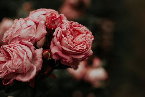 Как правильно посадить розу: заглубление шейки и запрет на осенний азот