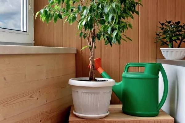 3 сигнала SOS от фикуса: желтые листья и запах гнили — срочно проверьте полив