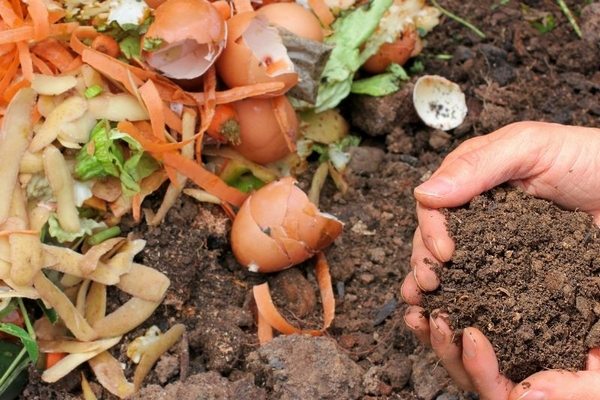 Больная ботва в компосте? Смешайте ее с золой, чтобы обезвредить и получить удобрение