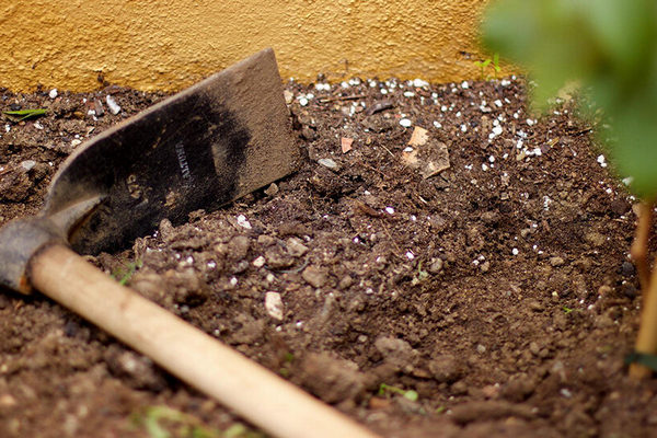 Глинистый грунт: как избежать застоя воды и дать корням растений «дышать»