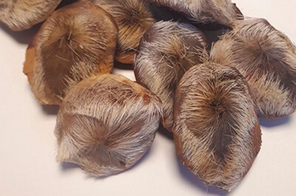 Струя кабарги: почему она полезна для женского здоровья