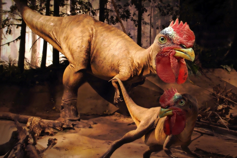 Курица - предок динозавра