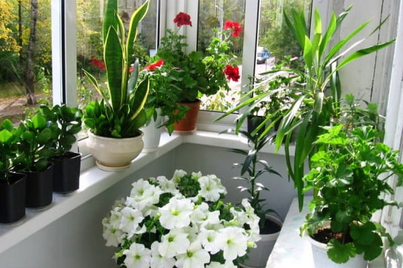 Комнатные растения, которые могут жить на балконе