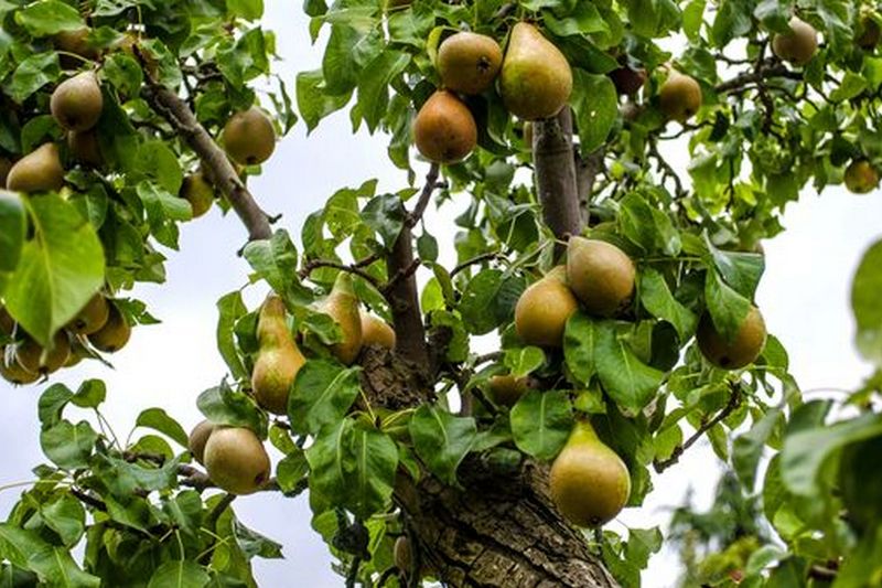 Как помимо наклона веток переводить дерево на плодоношение