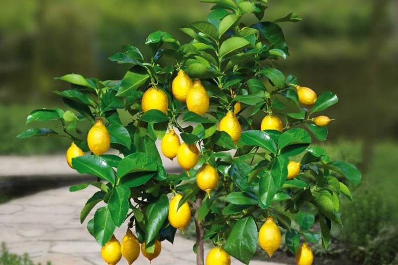 Лимон в доме