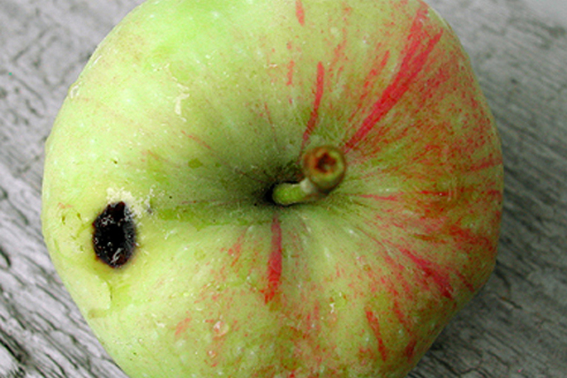 Как бороться с яблочной плодожоркой