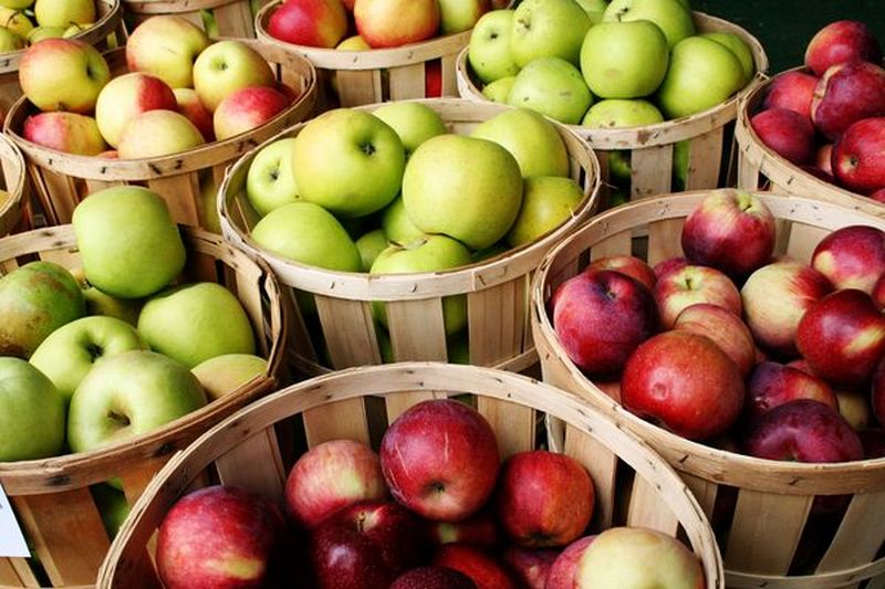 Какие сорта яблонь относятся к осенним