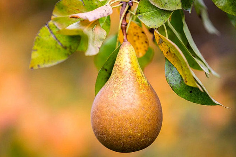 Как правильно выращивать грушу