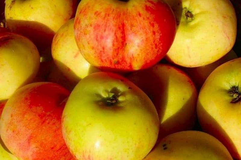 Какие сорта яблонь относятся к среднезимним