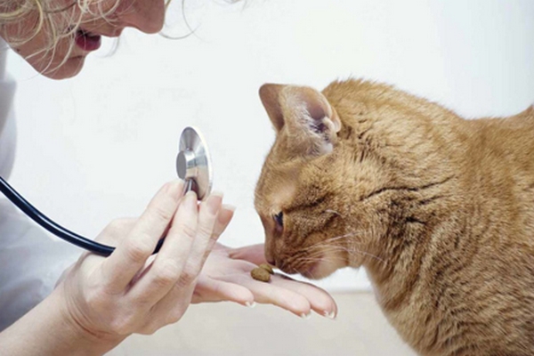 Что необходимо знать про лечебные корма для кошек?