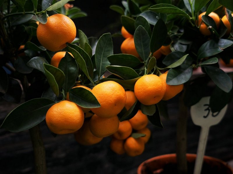 Какие сорта апельсинов рекомендуется выращивать в комнатных условиях