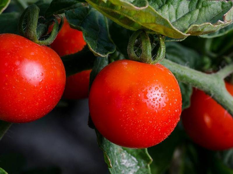 Как повысить урожайность помидора