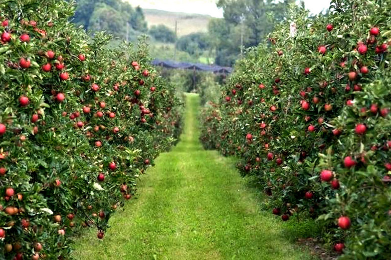 Сад с яблонями: технология выращивания