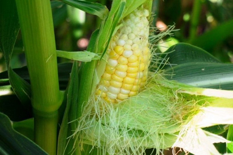 Кукуруза сахарная. Как выращивать и ухаживать?