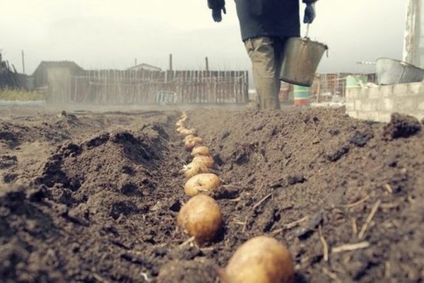 Сроки и способы посадки картофеля