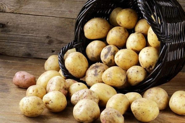 Требования для высокого урожая картофеля