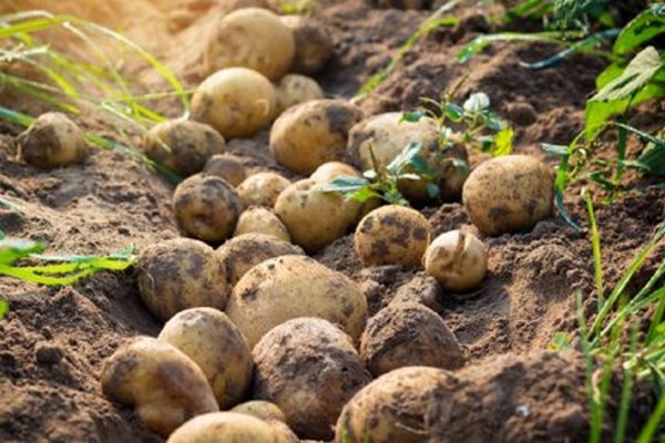 Нетрадиционные способы выращивания картофеля