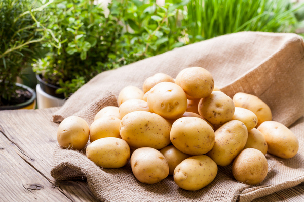 Сорта зарубежной селекции картофеля