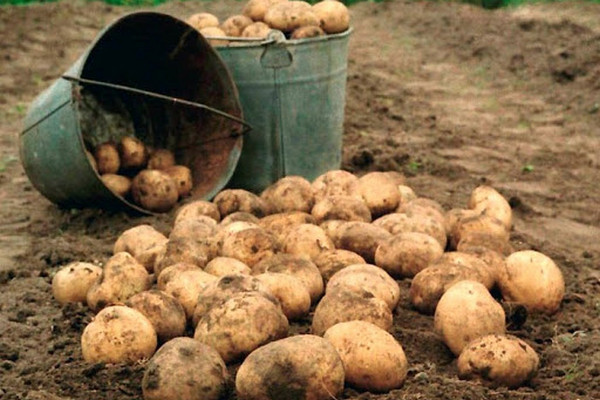 Уборка урожая картофеля