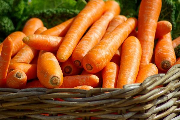 Сроки посева моркови