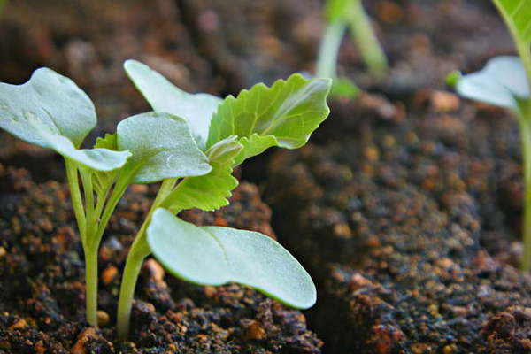 Технология выращивания рассады капусты