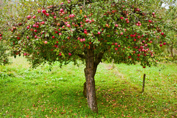 Снижение и формирование кроны яблони