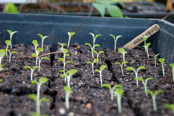 Как вырастить рассаду салата
