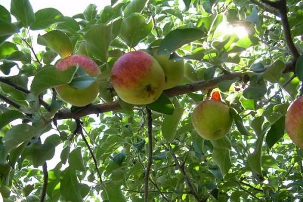 Задержка плодоношения яблонь. Причина