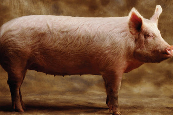 «Санитария» свиней