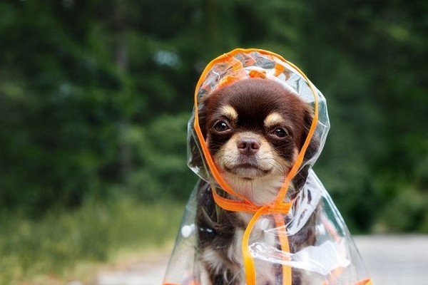 Как подобрать дождевик для собаки по размеру и полу