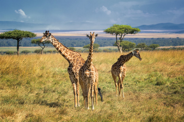 Пять советов туристам, которые планируют поездку в Африку