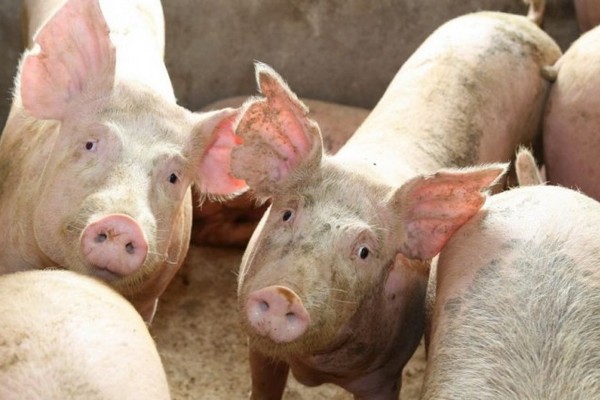 Ветеринарно-санитарные мероприятия против заболеваний свиней