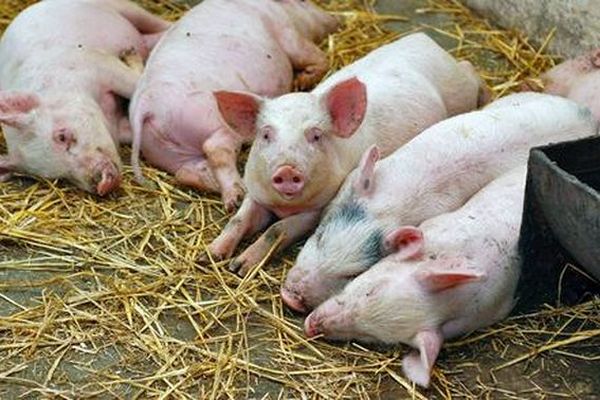 Причины заболевания свиней
