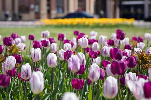 В Ужгороде цветут около 30 тысяч тюльпанов