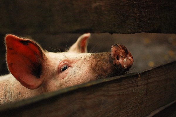Инвазионные болезни свиней