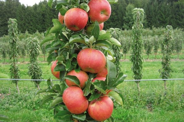 Как выращивать колонновидные яблони