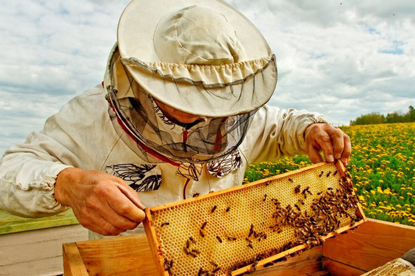 Содержание пчел и устройство пасеки