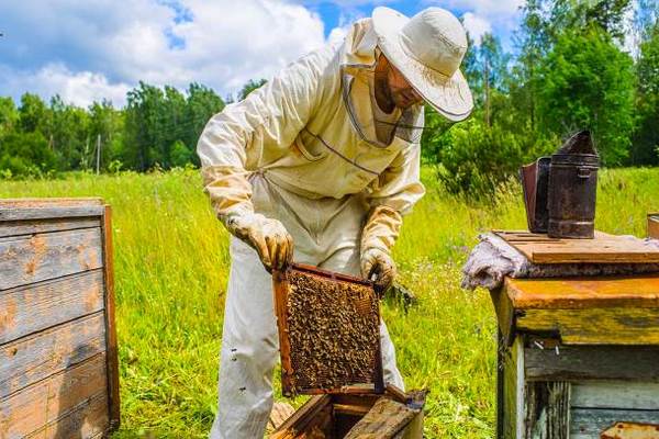 Советы начинающему пчеловоду. Что еще нужно кроме медогонки