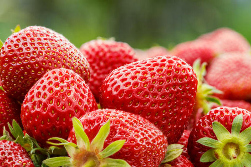 Чем отличается клубника от земляники и как правильно называть растущую в садах ягоду?