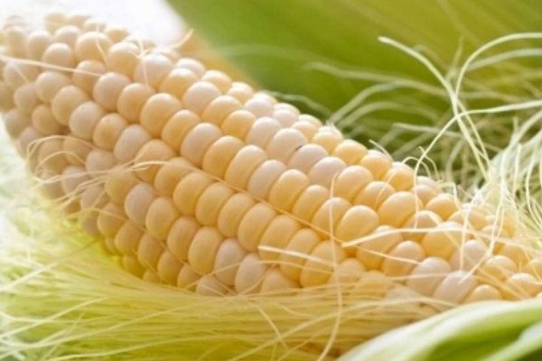 Кукуруза. Сорта и агротехника
