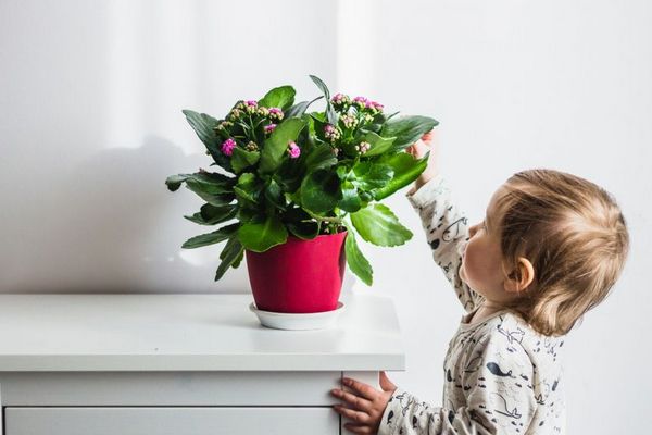 Цветы для детской комнаты: 5 самых безопасных комнатных растений