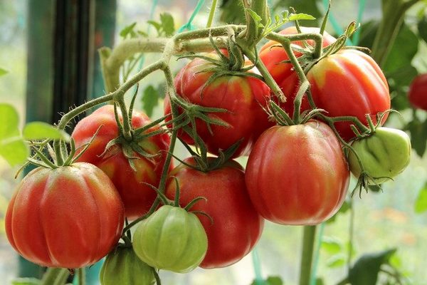 От чего зависит площадь листовой поверхности томата?
