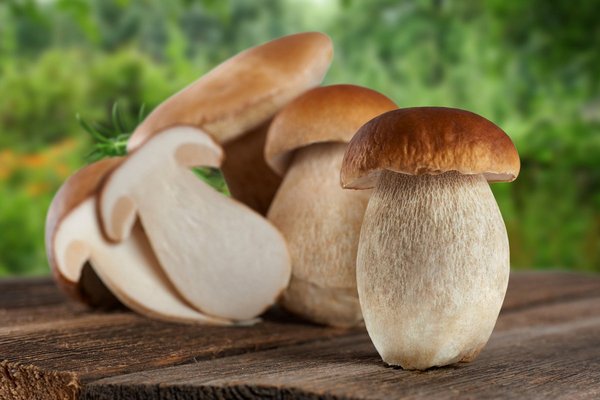 Белые грибы по-строгановски