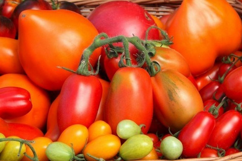 Семена овощей отечественной и зарубежной селекции