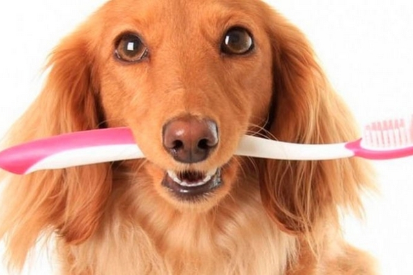 Особенности удаления зубного камня у собак