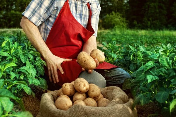 Как выращивают картофель?