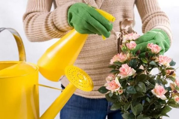Как правильно мыть комнатные растения?